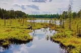 Northeastern Ontario Marsh_00873
